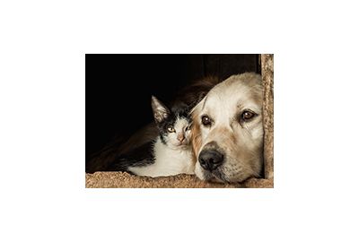 Chien et chat : prendre soin des articulations de mon animal