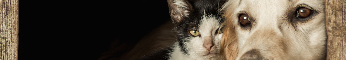 bannière article articulations chien chat