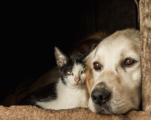 square article articulations chien chat