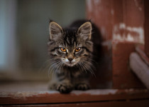 Mon chat dégrade mon intérieur : les solutions pour apaiser votre félin