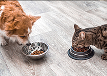 Le choix d’une alimentation sans céréales pour mon animal